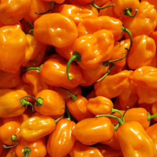 Nasiona papryki Habanero Orange (10 szt.)
