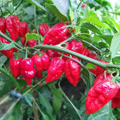 Nasiona papryki Apocalypse Red (10 szt.) Nasiona papryki Apocalypse Red (10 szt.)